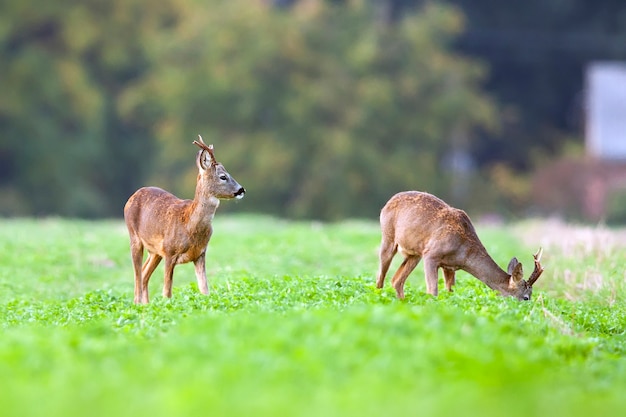 Buck deers dans une clairière