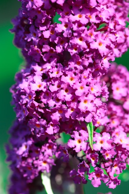 Buddleja fleurs violettes close up Beau fond naturel d'arbuste d'été