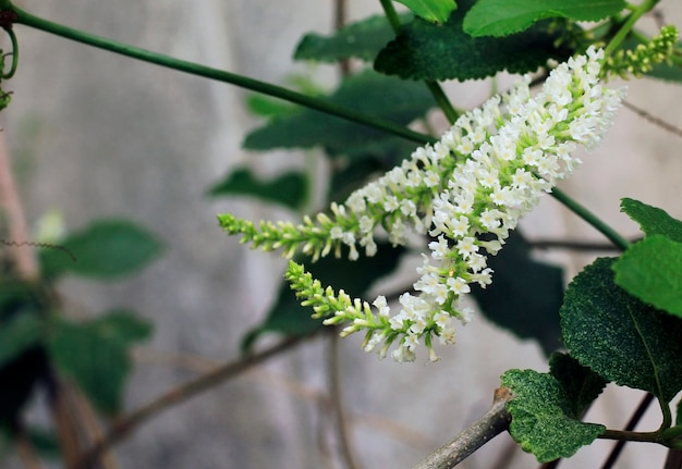 Buddleja paniculata dans un beau jardin.