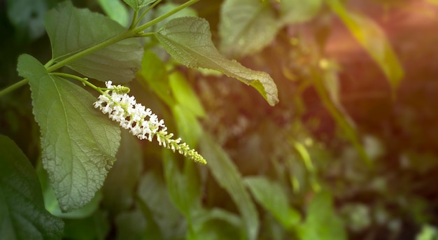 Buddleja paniculata, fleurs blanches parfumées dans le jardin.