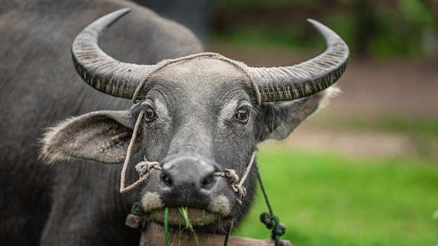 Buffalo au pâturage