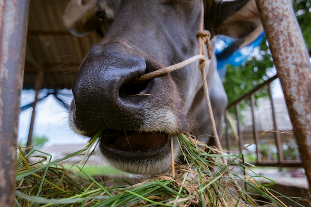 Buffalo bouche et nez mangeant de l&#39;herbe sur la viande de ferme