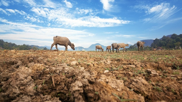 Buffalo et cigogne dans le pré