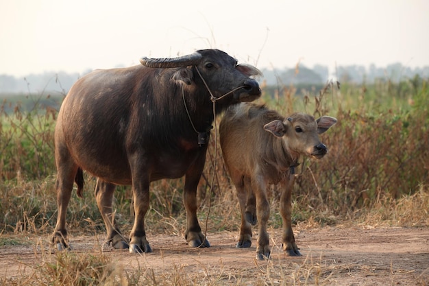 Buffalo dans le domaine de la Thaïlande