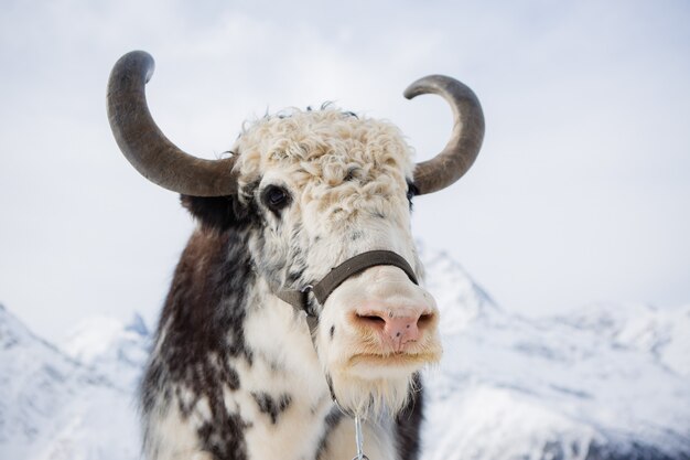 Buffalo dans les montagnes