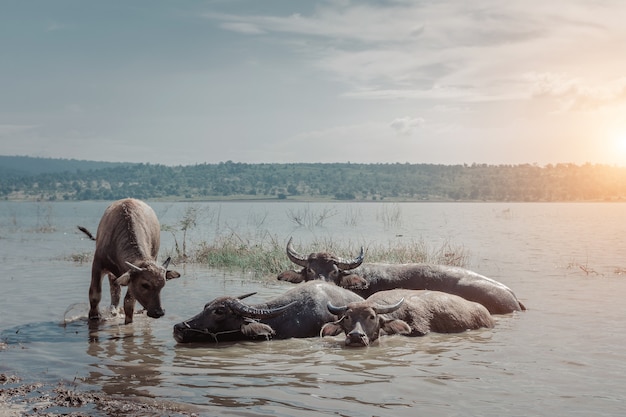 Photo buffalo dans la rivière