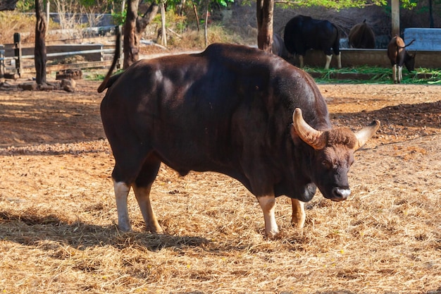 Buffalo dans le zoo de Mysore