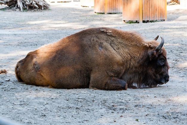 Buffalo sur l'herbe se bouchent