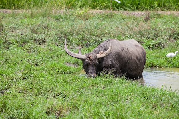 Buffalo mange de l&#39;herbe dans le champ.