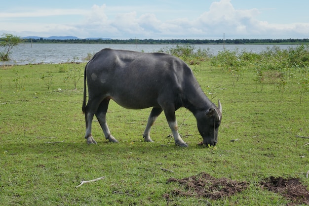 Buffalo mangeant de l&#39;herbe le long de la campagne thaïlandaise.