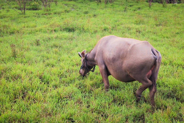 Buffalo manger de l'herbe