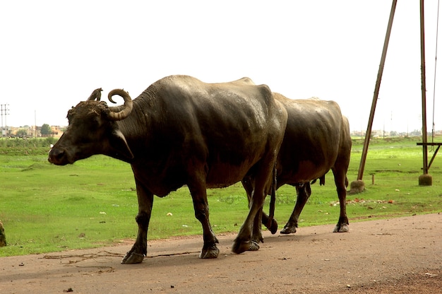 Buffalo marche sur la route