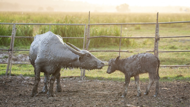 Buffalo qui est élevé à l&#39;intérieur de l&#39;enceinte