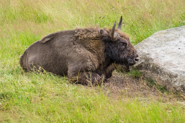 Buffalo reserve Sainte Eulalie en Margeridelozerefrance