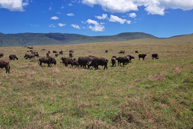 Buffalo en safari au Kenya et en Tanzanie, en Afrique