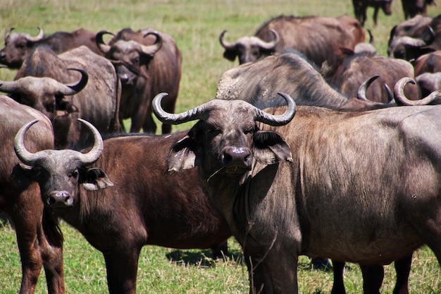 Buffalo en safari au Kenya et en Tanzanie, en Afrique