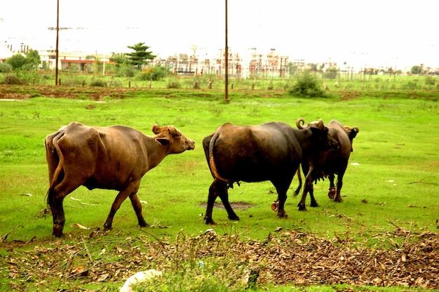 Buffalo Walking sur des champs verts