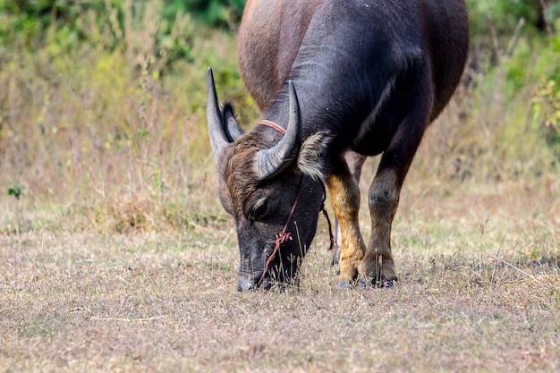 Buffalow mange du verre sur le terrain