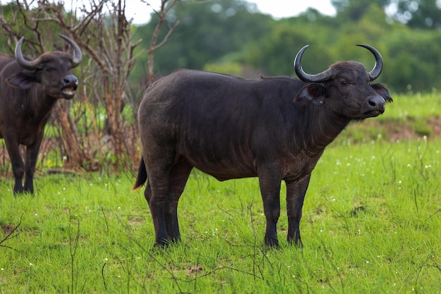 Buffle d'Afrique dans le parc national de Tsavo au Kenya