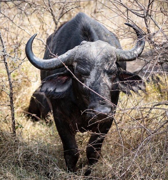 Buffle d'Afrique Syncerus Caffer gros plan