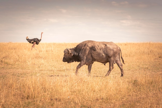 Buffle d'Afrique Syncerus caffer