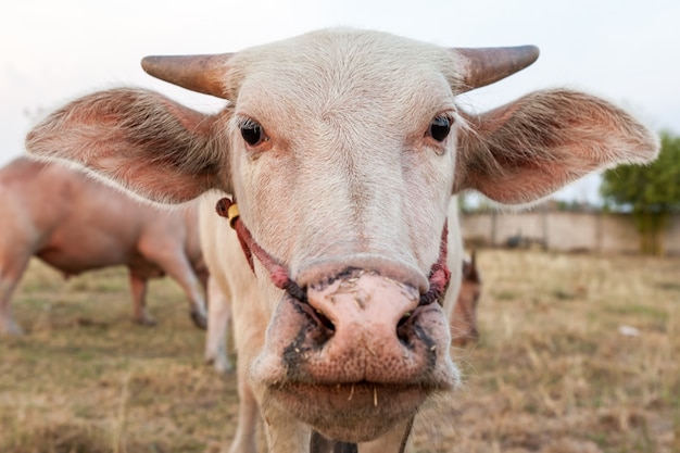 Le buffle albinos