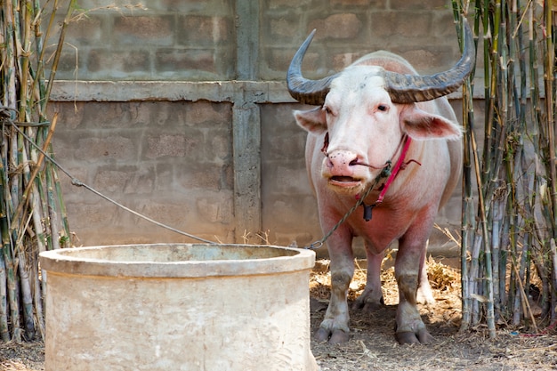 Le buffle albinos