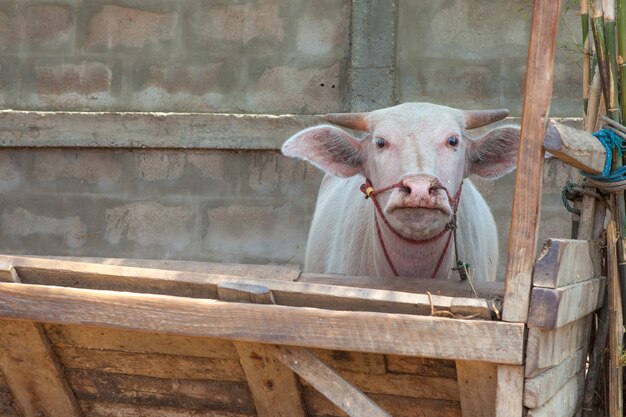 Le buffle albinos