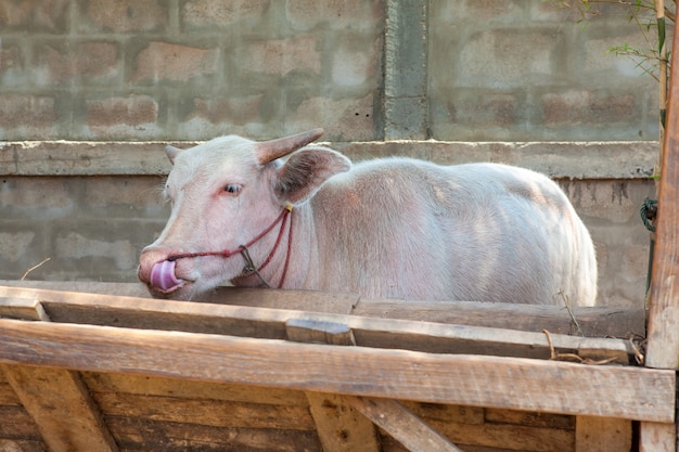 Le buffle albinos