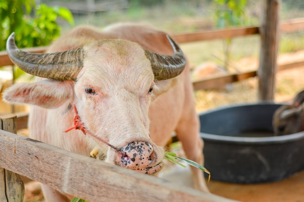 Buffle asiatique en Thaïlande.