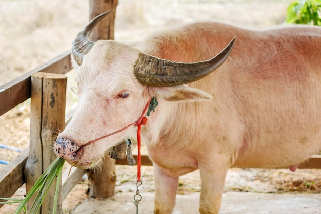 Buffle asiatique en Thaïlande.