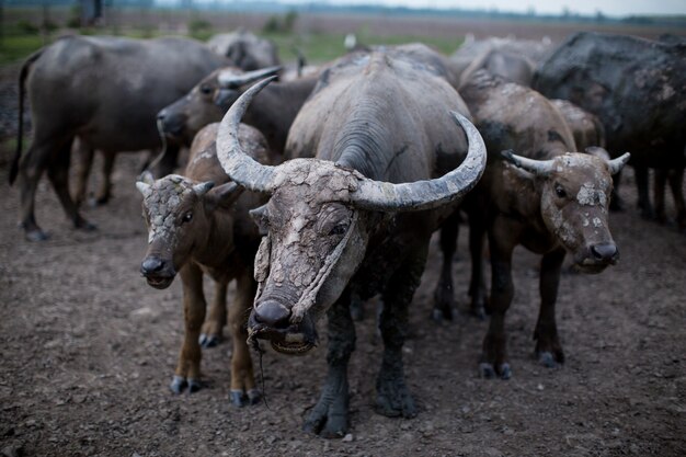 Buffle d&#39;Asie dans une ferme