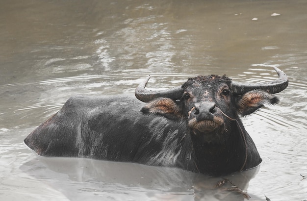 Buffle d'Asie se détendre dans l'étang de boue