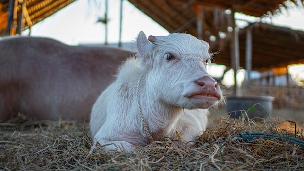 Buffle blanc au pâturage