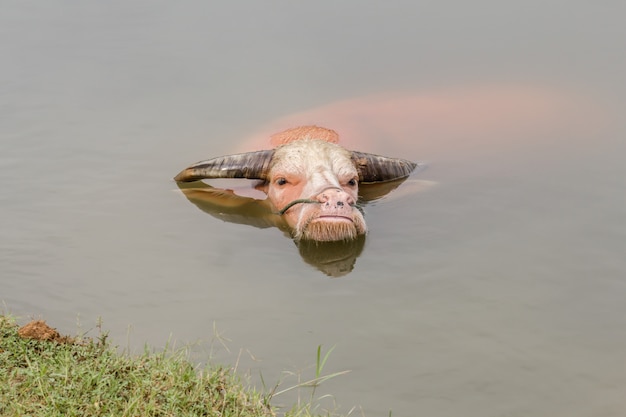 Un buffle blanc dans l&#39;eau