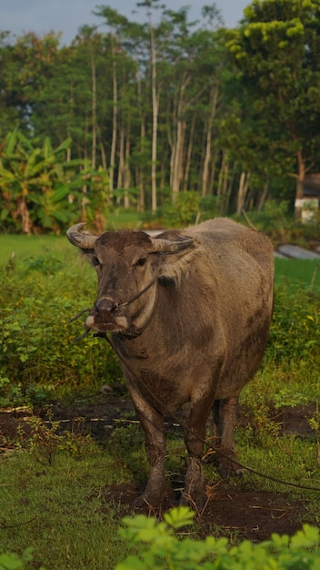 le buffle cherche de la nourriture au milieu du champ