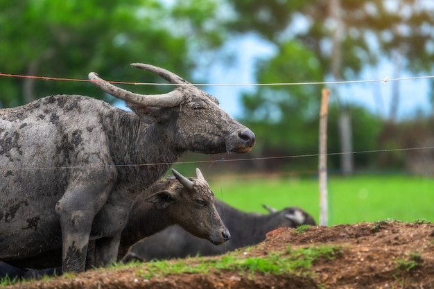 Photo buffle commun en zone rurale en thaïlande.