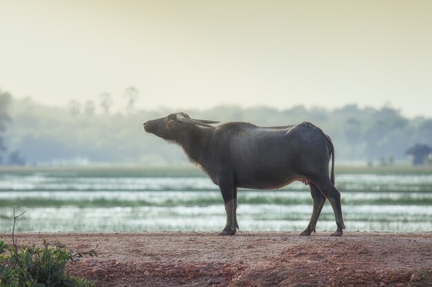 buffle dans la campagne