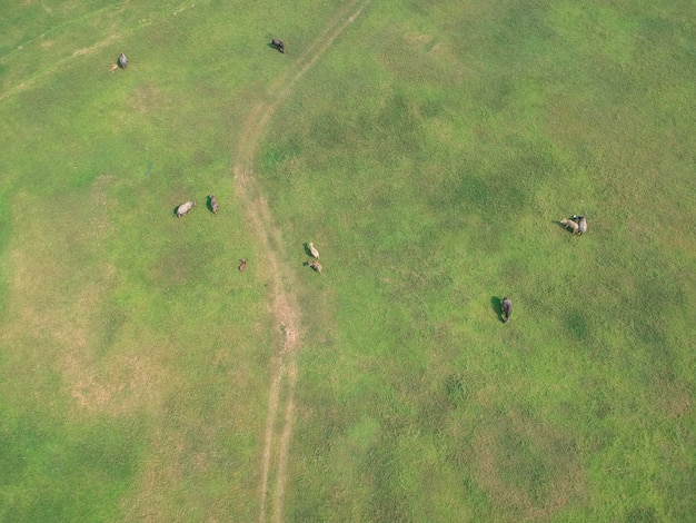 Le buffle dans les champs d'herbe verte le long de la rivière à la campagne.