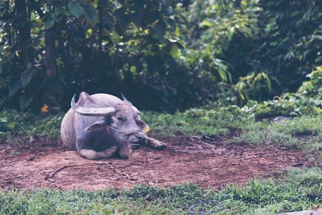 buffle dans le domaine de la nature