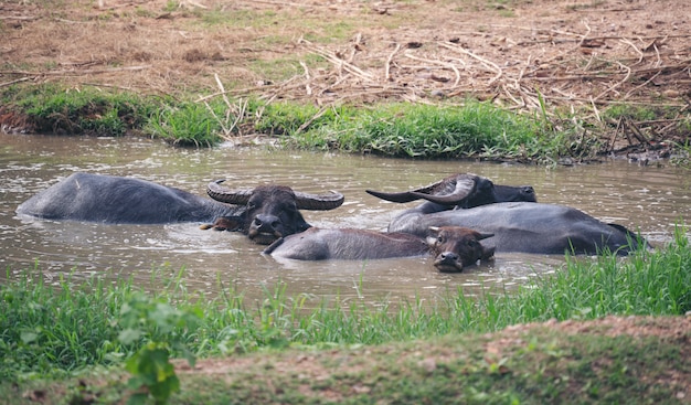 Buffle dans l'étang de boue