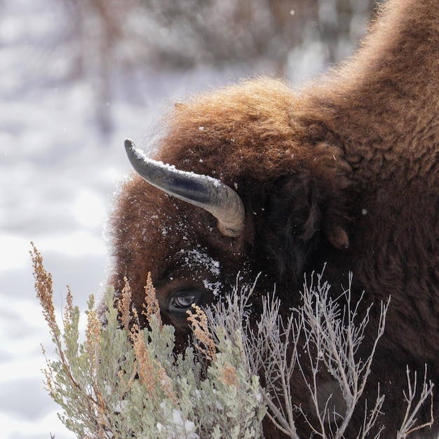 Photo un buffle dans le parc national de yellowstone qui paît dans la neige