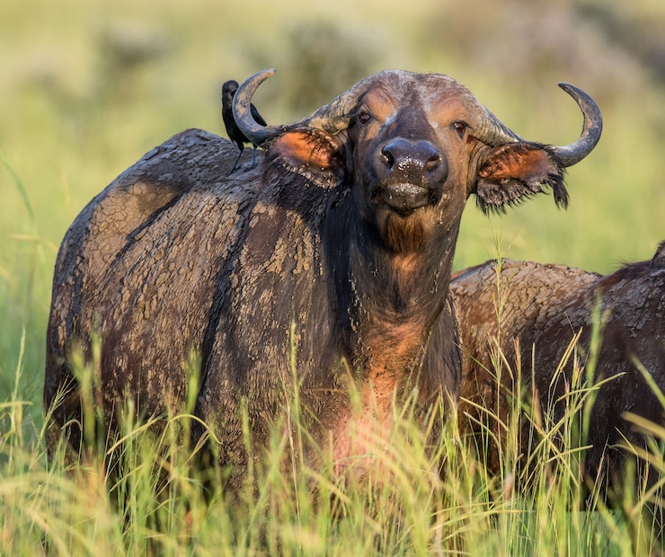 Photo buffle dans la savane avec oiseau sur le dos