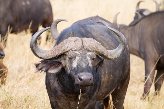 Buffle du Cap du Parc National du Serengeti Tanzanie Afrique