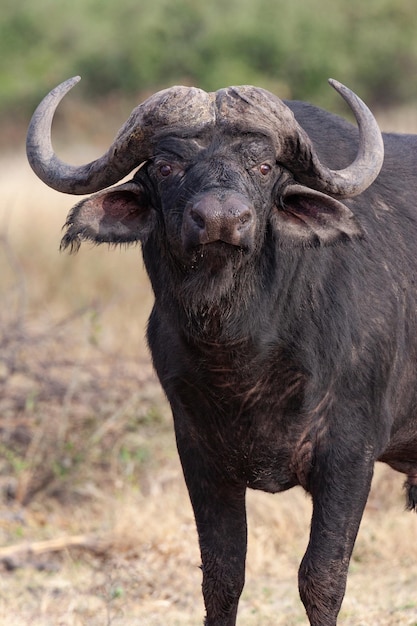 Buffle du Cap Syncerus caffer