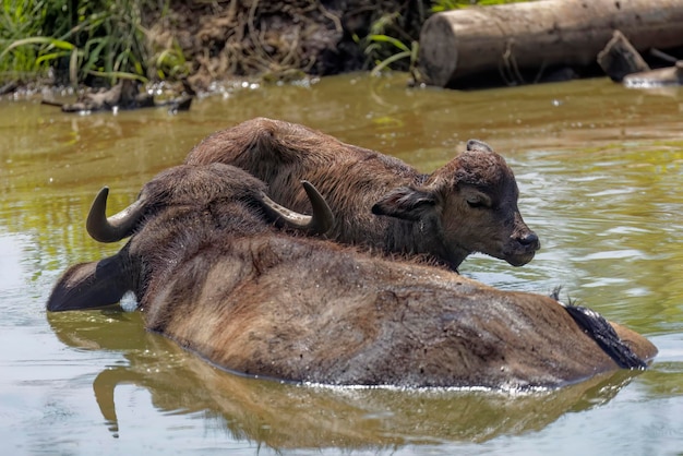 Photo le buffle d'eau bubalus bubalis avec son veau également appelé buffle d'eau domestique