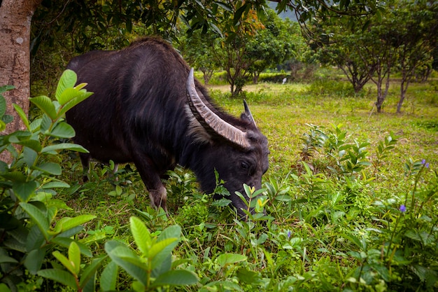 Le buffle d'eau Bubalus bubalis