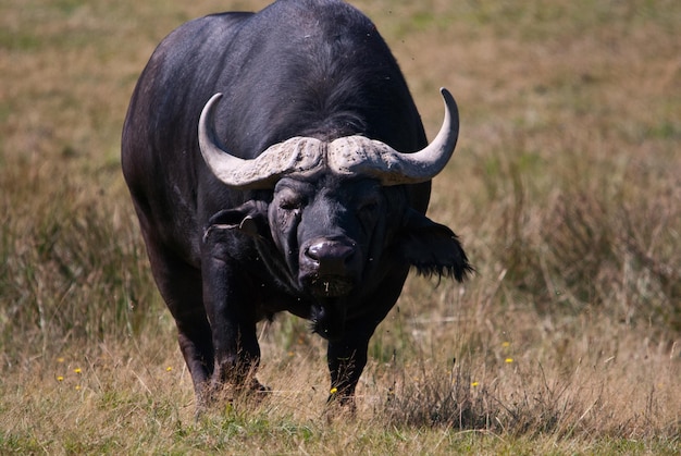 Un buffle d'eau sur un champ