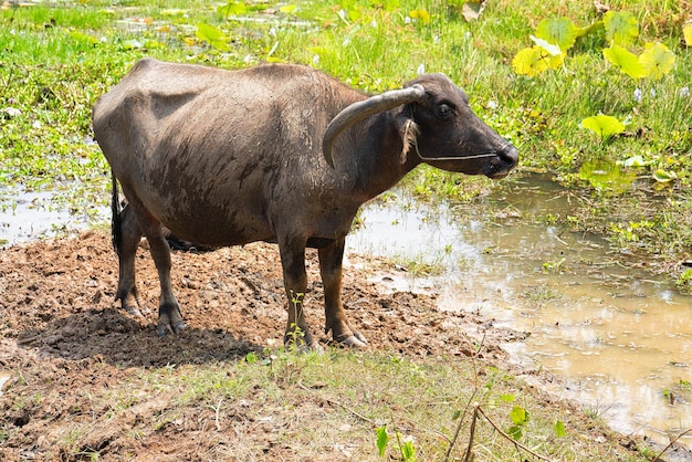 Buffle d'eau dans l'étang avec de l'eau à Siem Reap, Cambodge.