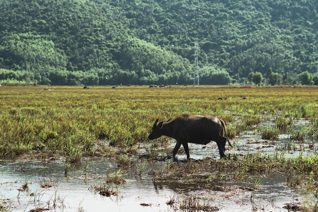 Buffle d'eau debout paître riz herbe champ pré soleil montagnes boisées fond ciel clair paysage paysage beauté de la nature animaux concept journée d'été